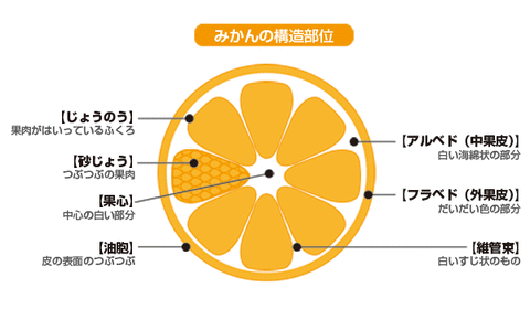 部位ミカンの構造
