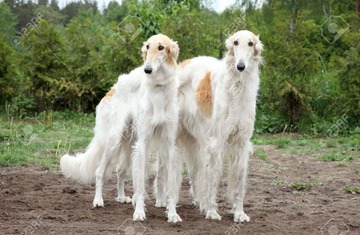 23734513-自然の背景にボルゾイの猟犬のペア