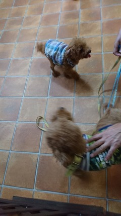 「ラッシーのおうち」訪問4