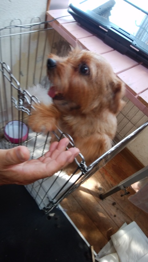 犬の美容院訪問