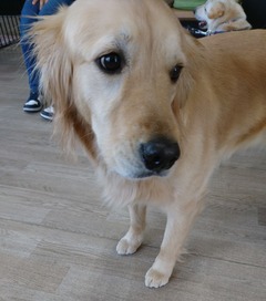 犬の譲渡会を見学2