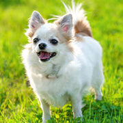 知っていますかフラボノイドの力