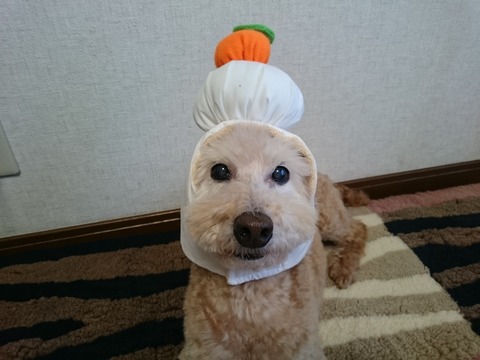 森戸 プードル 2