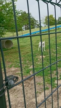 ドッグラン1