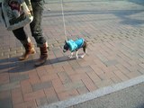 ぶうちゃん初散歩