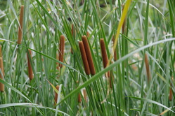 IMGP0027_1