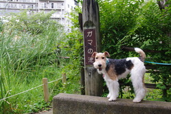 IMGP0031_1