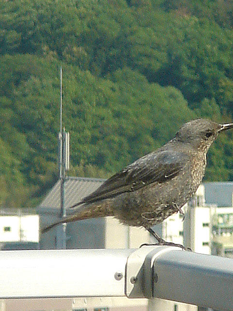 イソヒヨ