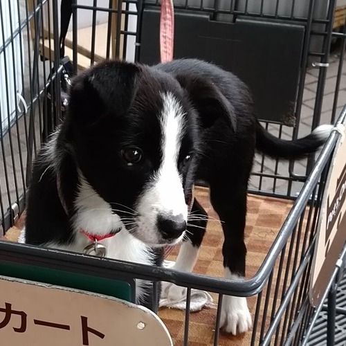 20180418ホームセンターチェリー3