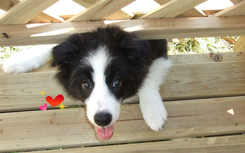 Image result for ç¬ border collie ãã©ãã¸ã§ããã¯