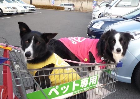 ジョイフル本田20120122