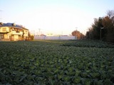 1kyabetu
