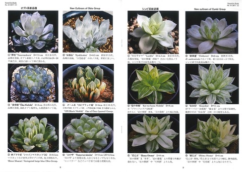 ハオルシア研究33号 シンビ系新品種