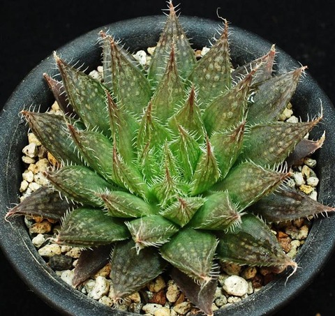 ★ ハオルシア品種名総覧 日本ハオルシア協会 ★ ハオルシア品種名総覧 = Total list of haworthia cu… - メルカリ