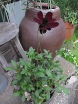 寄せ植え 397