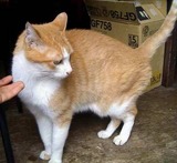 ken猫 006