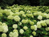 紫陽花公園