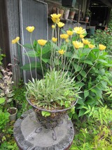 寄せ植え 370