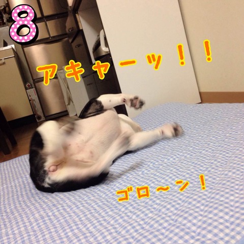 photo8 のコピー