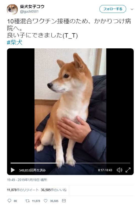 病院で物凄く震える柴犬の動画ツイートが反響「ペットをマナーモードにする、飼い主さんの鑑ですね」「ぶるぶるだーーー!!!!!」