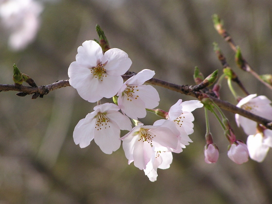 nanbu_park04