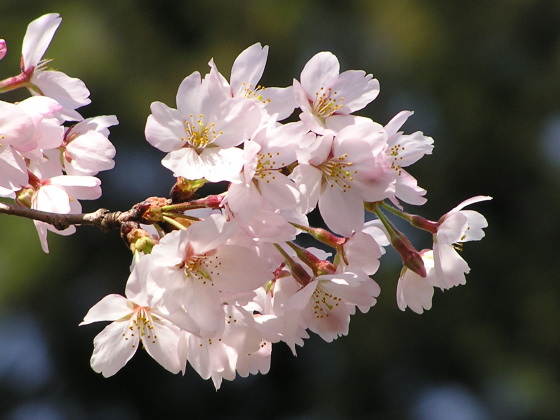 kameyama04