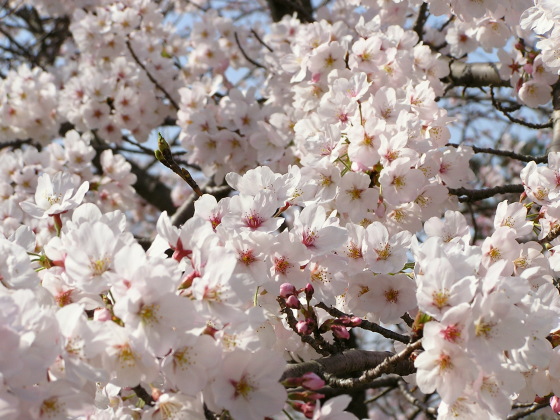 nanbu_park01