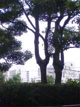 kaokao