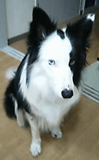 3242bfe5.gif