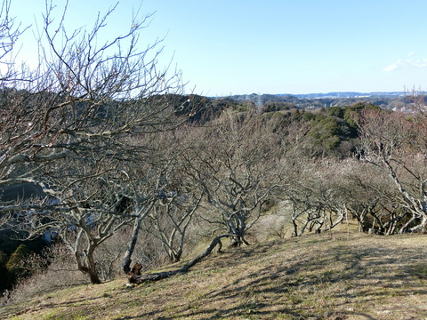 CIMG2500