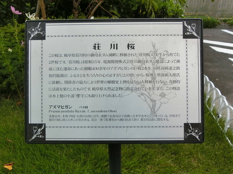 CIMG5309