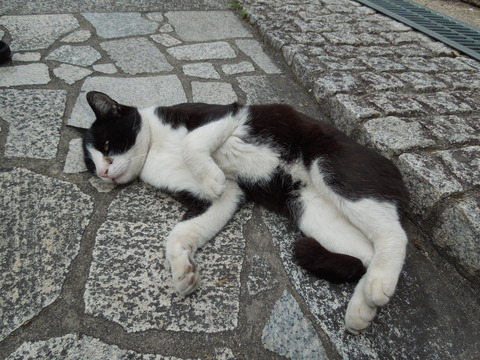 DSCN0484