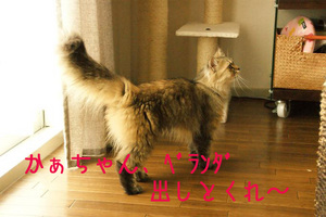 ベランダ