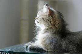 taiyou