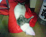 15f3330d.jpg