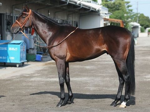 セレクトセール2018上場馬決定