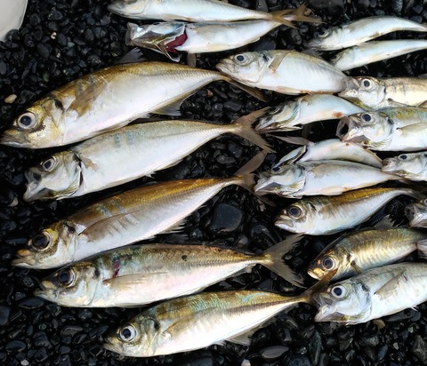TX77despoil】ストラクチャーから魚を引き剥がすロッド : りゅう TX77despoil】ストラクチャーから魚を引き剥がすロッド : りゅう