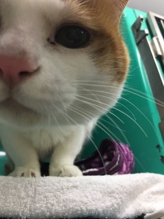 どあっぷゆうちゃん