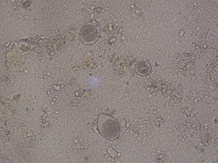 P8150045