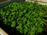 9月19白菜の海