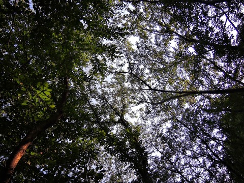 DSCN8750
