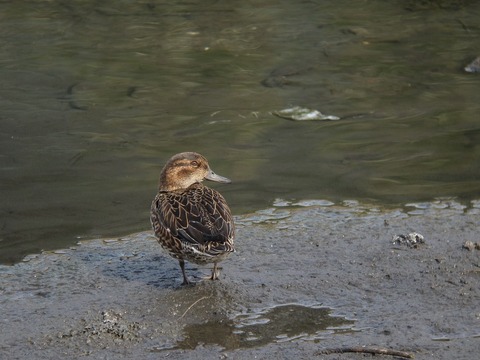 kogamo9812