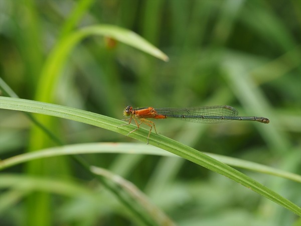 aomonitotonbo10270