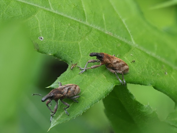 hasujikatuozoumusi70942