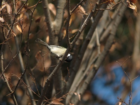 sijyukara6832