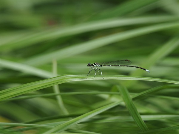 monosasitonbo10274