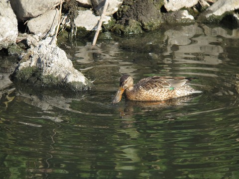 hasibirogamo9417