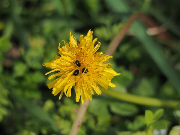 rurimarunomihamusi90183