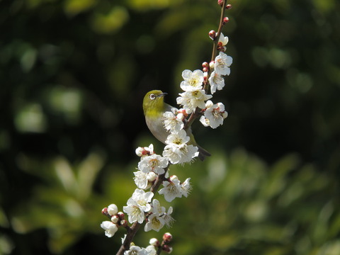 mejiro8082