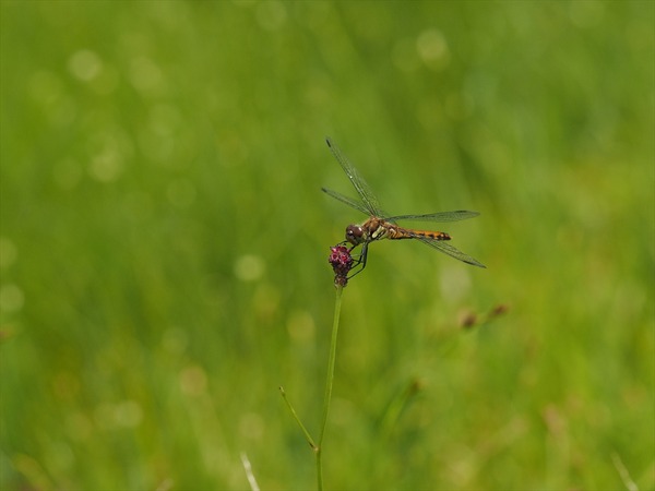 akiakane70187